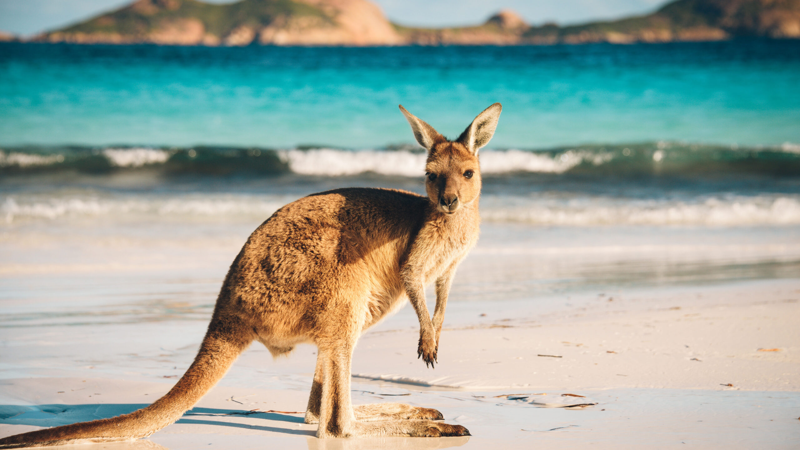 You are currently viewing A bluffer’s guide to the Australian Universities Accord